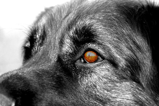 蘭伯格犬的眼睛