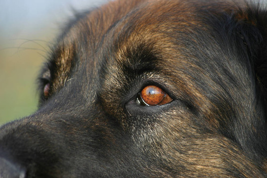 眼睛萊昂貝格犬