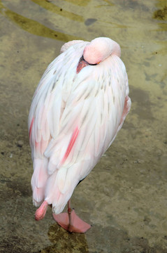 火烈鳥