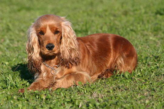 可愛的可卡犬