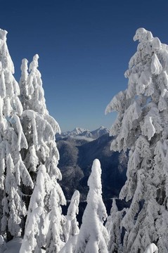 林海雪原