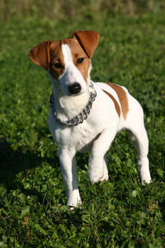 小狗jack russel