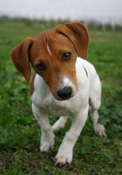 jack russel梗