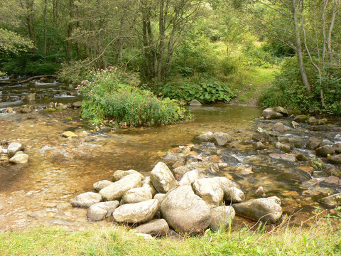 沿著山溪水流。森林。