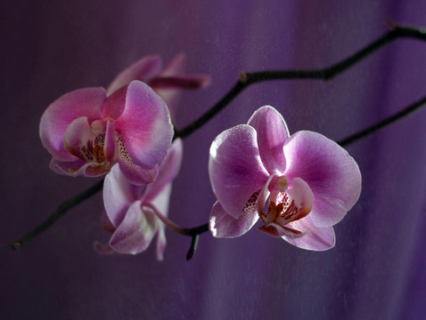 蘭花