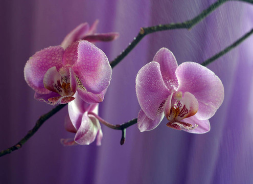 蘭花