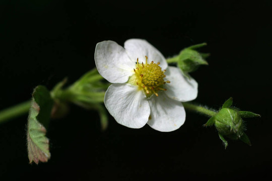 野草莓