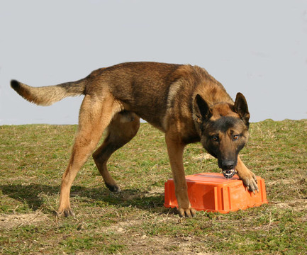 護衛(wèi)犬