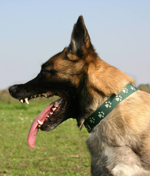 比利時犬資料