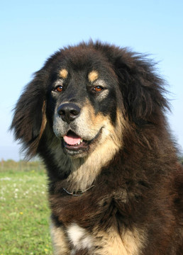 藏犬