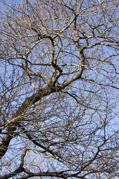 樹枝
