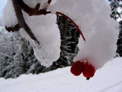 第一場雪