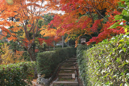 京都的秋天