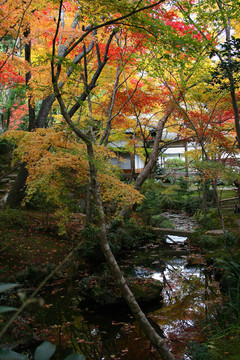 京都秋溪