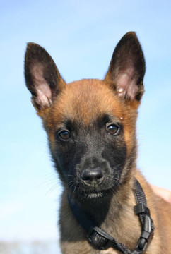 小狗馬里努阿犬