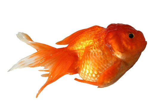 金魚