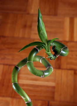 竹