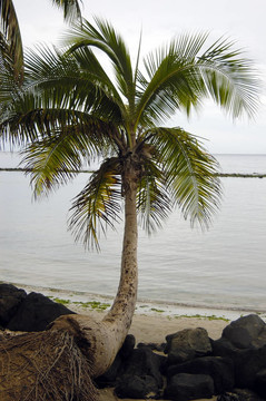 海灘上的cocunut樹