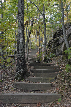 森林的樓梯