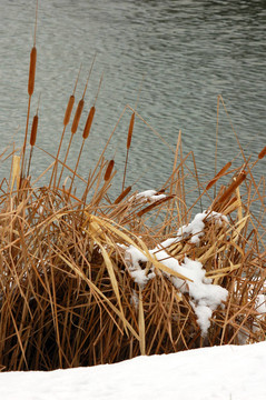 bullrushes