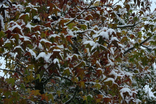 秋天樹葉上的雪