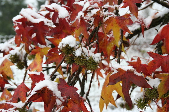 雪?。? style=