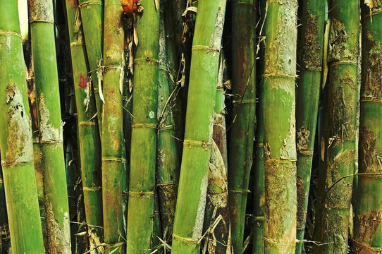 竹林