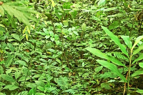 植被