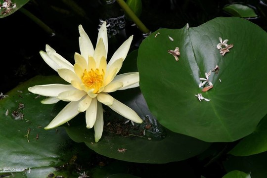 水百合