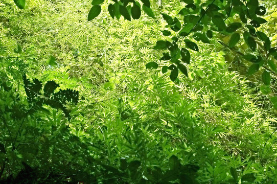 林下