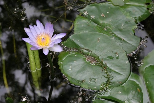 水百合