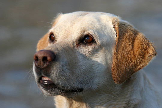 拉布拉多獵犬