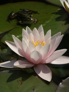 水禮來和青蛙