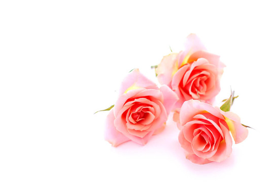 粉薔薇