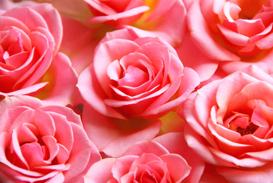 粉薔薇