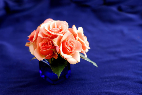 粉薔薇
