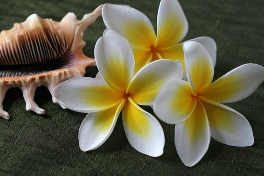 雞蛋花和殼