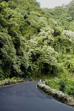 熱帶公路