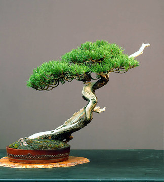 mugo松樹盆景