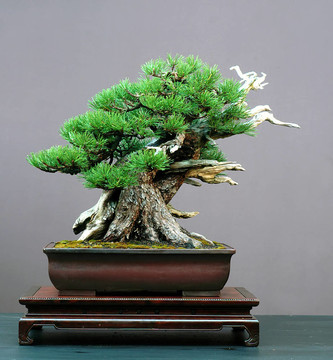 mugo松樹盆景