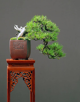 mugo松樹(shù)瀑布盆景