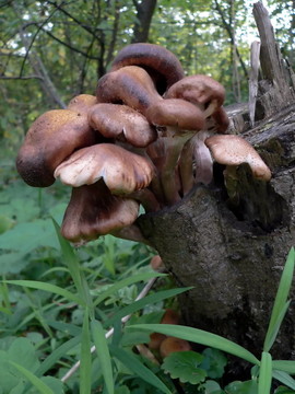 蜜環(huán)菌