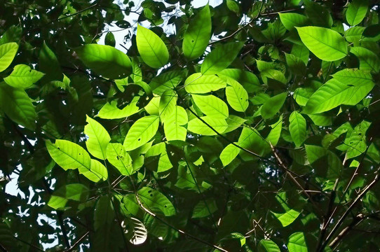 森林冠層