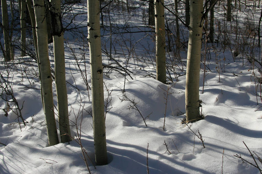 陰影在Snow