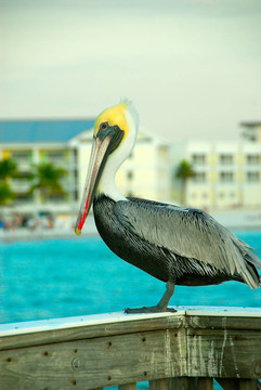 美麗的Pelican