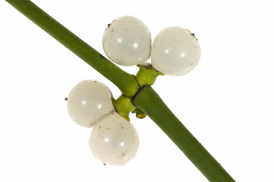 槲寄生枝漿果