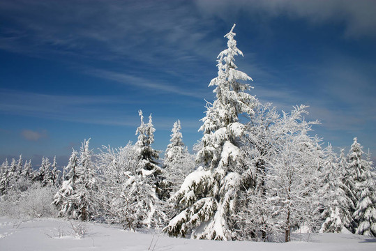 冬天的土地和雪白的樹木