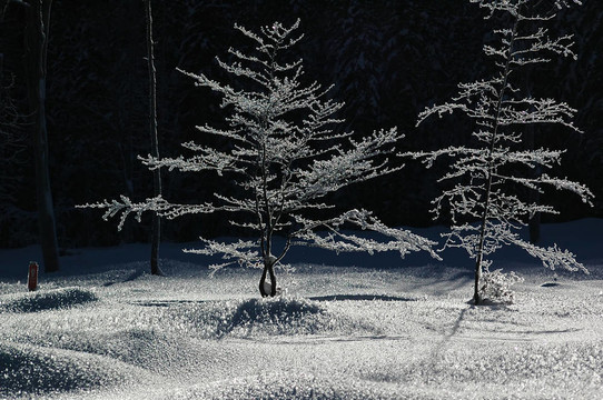 贫瘠冰冻的树木5