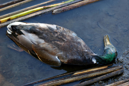 死了的Mallard Duck