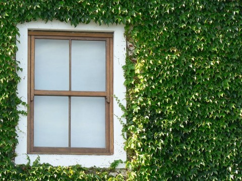 窗口和常春藤